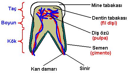 Dişin yapısı Dişin yapısı; taç, boyun ve kök olmak üzere 3 kısımdan oluşmuştur. Dişin taç kısmında, mine tabakası bulunur.