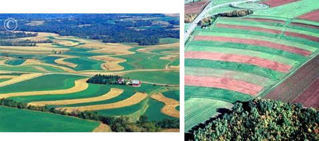 c. Şerit Tarımı: Şerit tarımı bir yamaç üzerinde sık büyüyen ve toprağı koruyan ürünlerle (buğday, arpa vb.