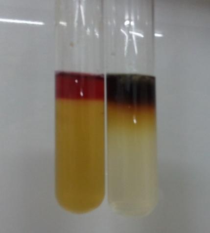 59 VP indikatörü Alfa-naftol 5 g Etil alkol 100 ml 5 g alfa-naftol 100 ml etil alkol içerisinde homojen hale getirilerek indikatör solüsyon hazırlanır.