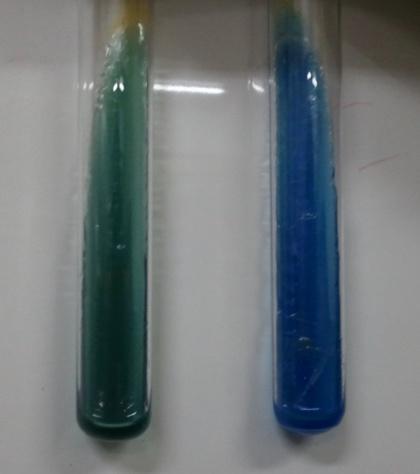 61 Resim 3.11. Yeşil tüp negatif Mavi tüp pozitif Lysine Iron Agar (Merck 1.