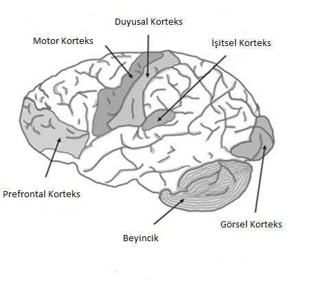 16 Şekil 2. Beyin korteksleri (Levitin ve Tirovolas, 2009: 212). Tablo 1. Beyin bölgelerinin ilişkili olduğu müzikal aktiviteler (Aktaran Sarroff, 2009).