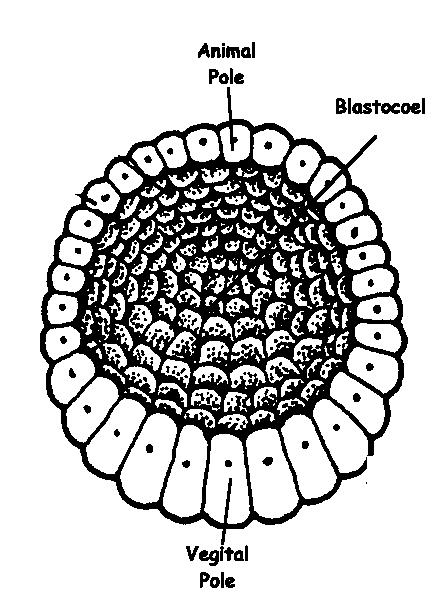 Blastula