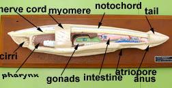 Amphioxis