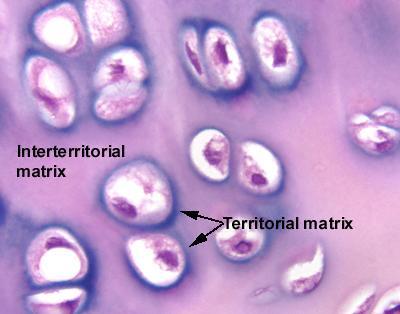 tip kollagenin bulunduğu dermis, tendolar ve ligamentlerde, fibröz kıkırdakta, gevşek bağ dokuda