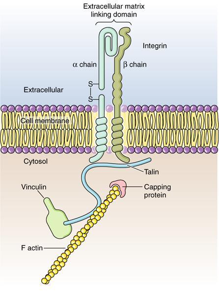 Hücre membranındaki fibronektin reseptörlerine