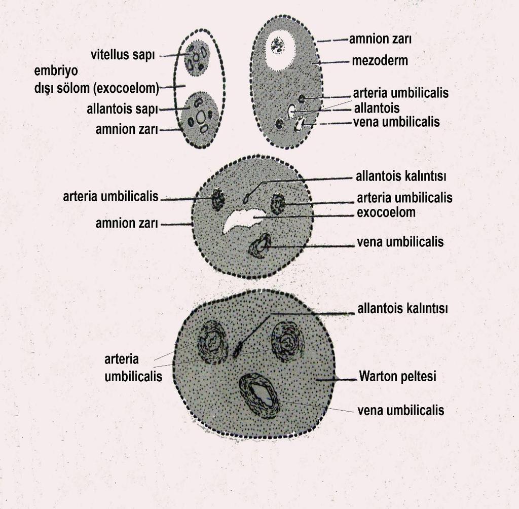 Extraembriyonal keseler gelişmesini tamamlarken, yavrunun bu keselerle ilişkisini sağlayan GÖBEK KORDONU (funiculus umblicalis) gittikçe daralır, uzar ve spiral bir şekilde kendi ekseni