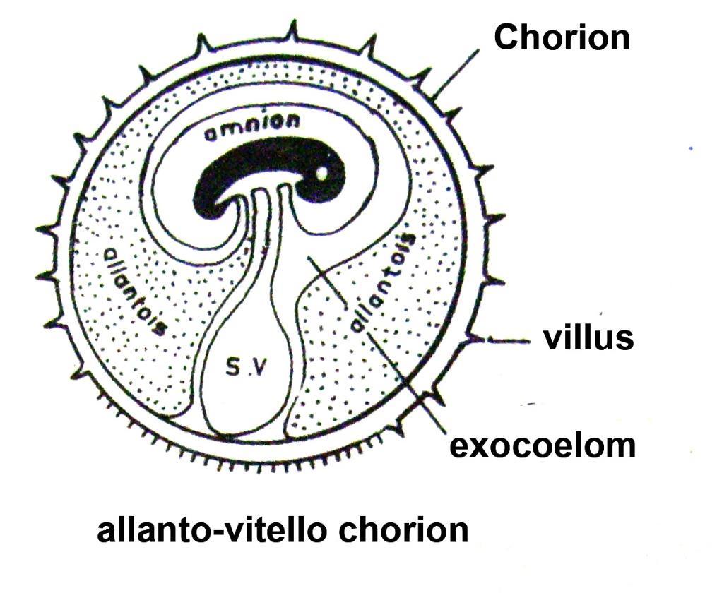 Extraembriyonal keselerle ilişkisine göre chorion un isimlendirilmesi Chorion, vitellus kesesi ile karşı karşıya veya onunla temas halinde ise VİTELLO-CHORİON.