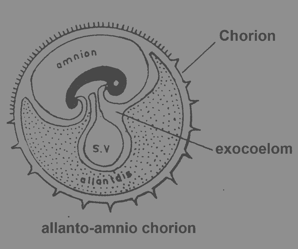Extraembriyonal keselerle ilişkisine göre chorion un isimlendirilmesi Allantois ve amniyon keseleri chorion la karşı karşıyadır. Bu durumda chorion, ALLANTO- AMNİO-CHORİON adını alır.