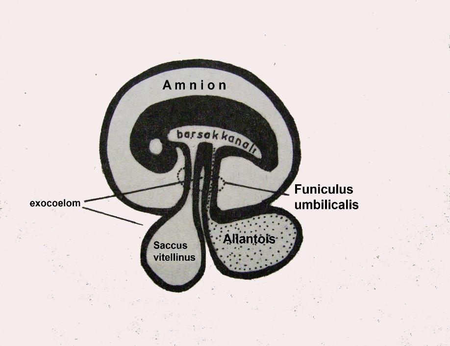 Allantois in oluşması: Amniyon ve chorion keselerinin oluşmaları sırasında ilk barsak kanalının arka bölgesinin ventral duvarında da exocoelom a doğru