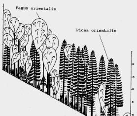 Fagus orientalis (Doğu Kayını) Meşçere kuruluşu Trakya da Istranca dağlarının kuzey bakısında 250-1000 metrelerde, Güney yamaçlarda ise 500-600 metreye kadar inebilir.