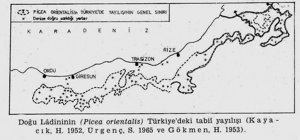 Doğu Ladini (Picea