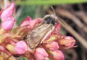 Temmuz-ağustos aylarında kelebekler doğada görülür ve bitki üzerine kümeler halinde 130-600 adet yumurta bırakırlar.