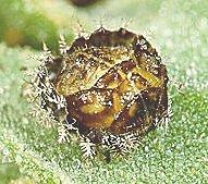 Karpuz telliböceği erginleri oldukça iri, 7-8 mm boyunda bir türdür. Vücudu yarım küreye benzer ve üzeri ince, kısa, açık renkli tüylerle örtülüdür.
