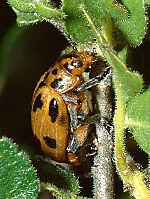 Kavun kızılböceği erginleri abdomen dışında kırmızı renkte olup, boyu 6-7 mm kadardır. Vücut uzunca silindirik biçimdedir.