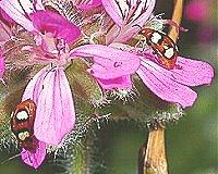 Larvaların abdomen sonunda emeç şeklinde bir çıkıntı bulunur ve bununla kendisini konukçu bitkiye sıkıca sabitleştirir. Monolepta sp. Diamphidia vittatipennis Chrysomela sp.