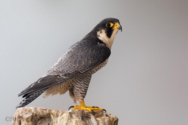 En hızlı kuş Kartalgiller familyasından aladoğan kuşu (Falco
