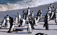 Burnu, Teleferik ile çıkacağımız Cape Point Nature Reserve, Afrika nın en ucundaki 2 deniz fenerinden eşsiz manzarayı izledikten sonra, koruma altında