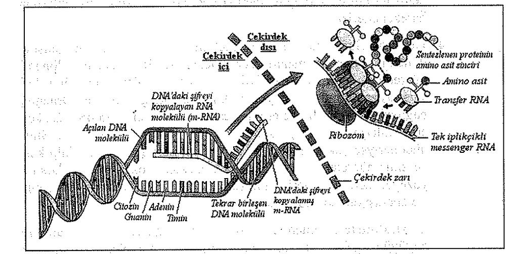 13. Şekil-