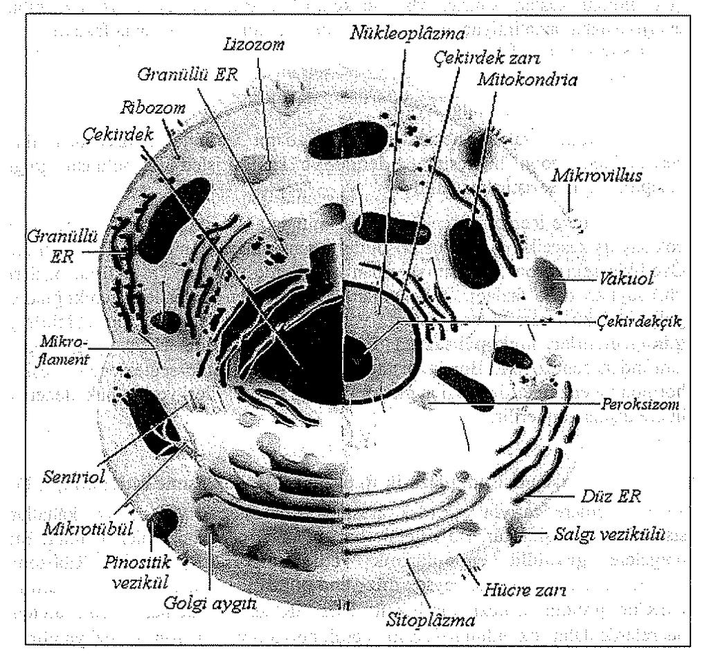 2. Şekil- Hücrenin