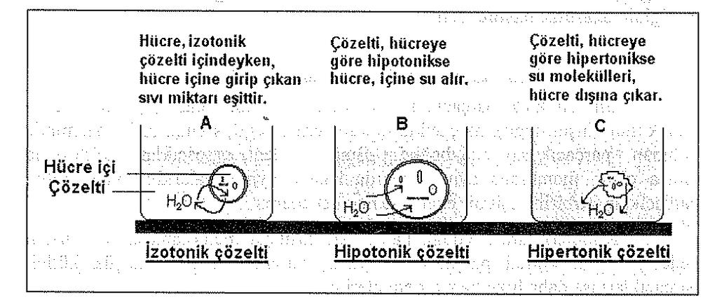 8. Şekil- Farklı çözeltilere konuian