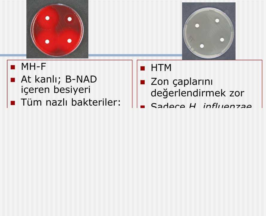 (biomerieux, Biorad, Büyük koloniler HTM Zon