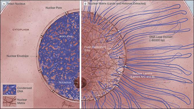 Nükleus izole edilip protein, lipid, RNA ve DNA içeriği özel yöntemlerle ortadan kaldırılırsa, nükleusta fibröz bir protein ağı bozulmadan geriye kalır.