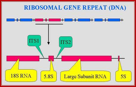 İnsanlardaki rrna genleri; 13kb transkripsiyon