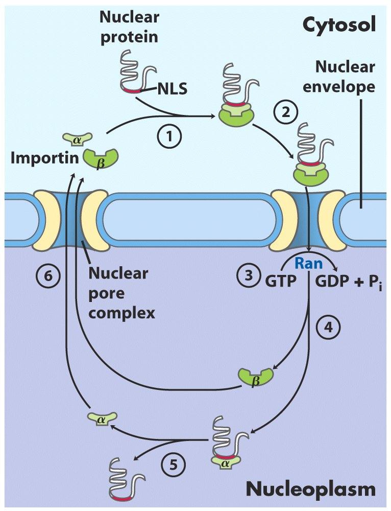 Nukleus proteini Nukleus yerleşim sinyali