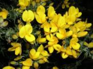 Bach Çiçek Terapisinde bitkilerin tanımları Agrimony (Kasıkotu) - Zihinsel sıkıntılar Aspen (Toz ağacı) - Bilinmeyen
