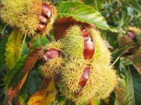 White Chestnut (Ak Kestane) - İstenmeyen düşünceler Wild Oat (Yaban Otu) -