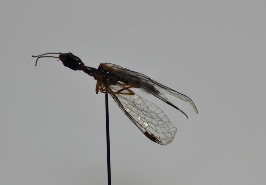 Reçine kelebeği Dioryctria sylvestrella nın Göller Bölgesi ormanlarında zararı, biyolojisi ve doğal düşmanları aylarına rastladığını bildirmiştir.