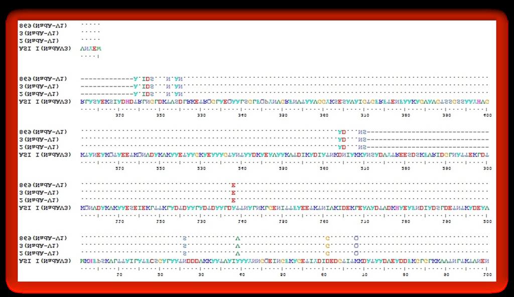 Çalışılan şuslara ait NadA amino asit dizisinin, aşı suşu (V3) amino asit dizisi ile karşılaştırması Şekil: Karşılaştırılan dizilerde aynıamino asitler