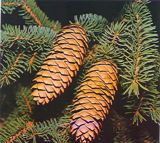 Picea