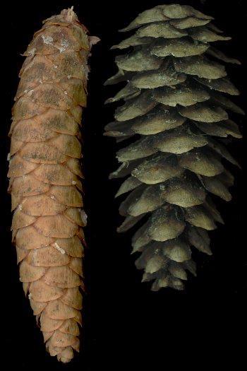 Picea orientalis (solda) ve Picea