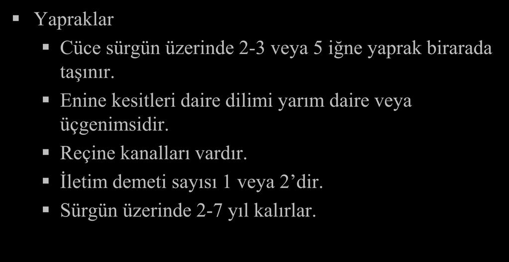 Pinus (Çam) Yapraklar Cüce sürgün üzerinde 2-3 veya 5 iğne yaprak birarada taşınır.