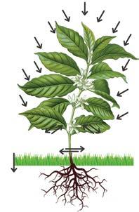 Topraktaki humus konsatrasyonu artar, toprak yapısını iyileştirir, toprağın asitliği ve demineralizasyonu optimize olur, erozyona karşı toprağın direnci artar.