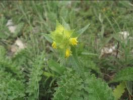 Taraxacum buttleri Van Soest.