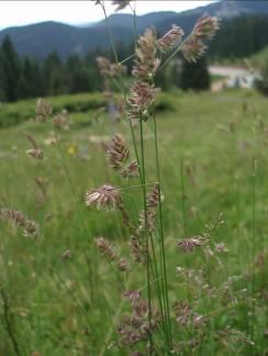 129 Resim 1.31. Geranium macrostylum Resim 1.