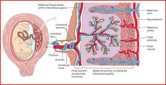 arter ve ven Fetal damarlar DV MCA