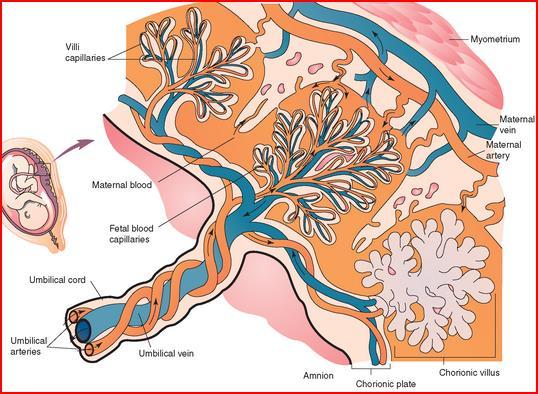 2.Trimester umblikal arter Fetal internal iliak dalı, umblikal kordan plasentaya uzanır Normal