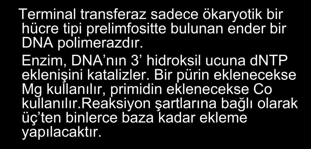 Homopolimerik Kuyruk Ekleme Terminal transferaz sadece ökaryotik bir hücre tipi prelimfositte bulunan ender bir DNA polimerazdır.