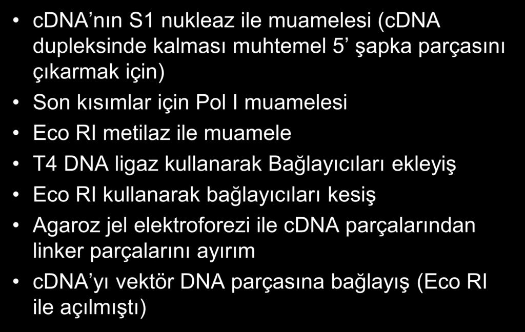 Bağlayıcı Ekleniş Adımları cdna nın S1 nukleaz ile muamelesi (cdna dupleksinde kalması muhtemel 5 şapka parçasını çıkarmak için) Son kısımlar için Pol I muamelesi Eco RI metilaz ile muamele T4 DNA