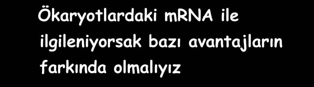 Ökaryotlardaki mrna ile