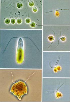23 3.1.3. Helisel hareket Alg hücreleri ve kolonileri genellikle yüzer ve su yüzeyine yakın kalmaya çalışırlar. Çünkü hayatta kalabilmeleri için yeterli ışık orada mevcuttur.