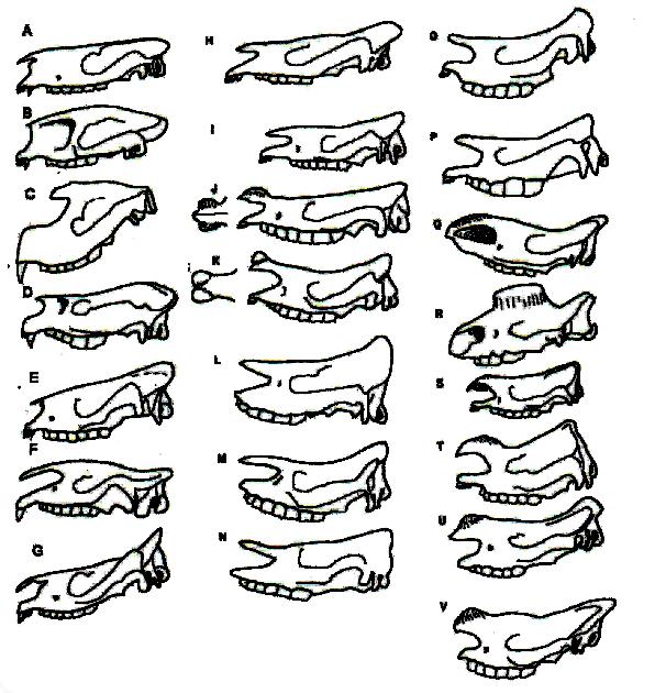 163 Şekil 19 : Değişik cinslere ait kafataslarının yandan görünümleri A: Hyrachyus, B: Sharamynodon, C: Cadurcodon, D: Metamyodon, E: Hyracodon, F: Indricotherium, G: Trigonias, H: Amphicaenopus, I: