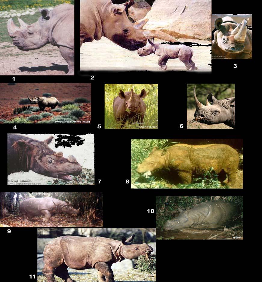 168 Resim 2: Yaşayan gergedanlar 1: Ceratotherium simum simum (Beyaz Gergedan) (www.ultimateungulate ) 2: Ceratotherium simum cottoni ( Beyaz Gergedan) (www.rhinos-irf) 3: D. bicornis longipes (www.