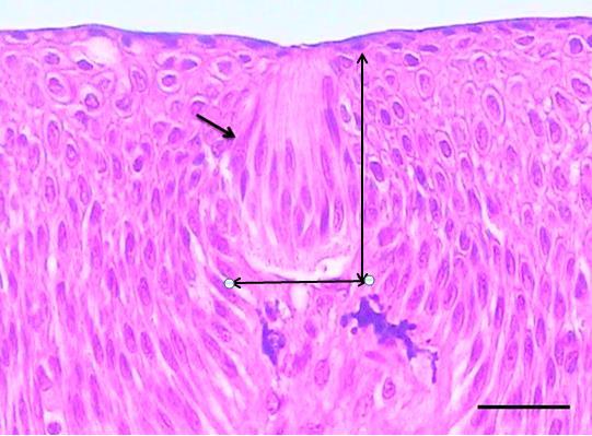 Demirbağ et al., Ege J Fish Aqua Sci 30(2): 69-72 (2013) Hematoksilen-Eozin (Bancroft vd., 1996) boyama yöntemi uygulandı.