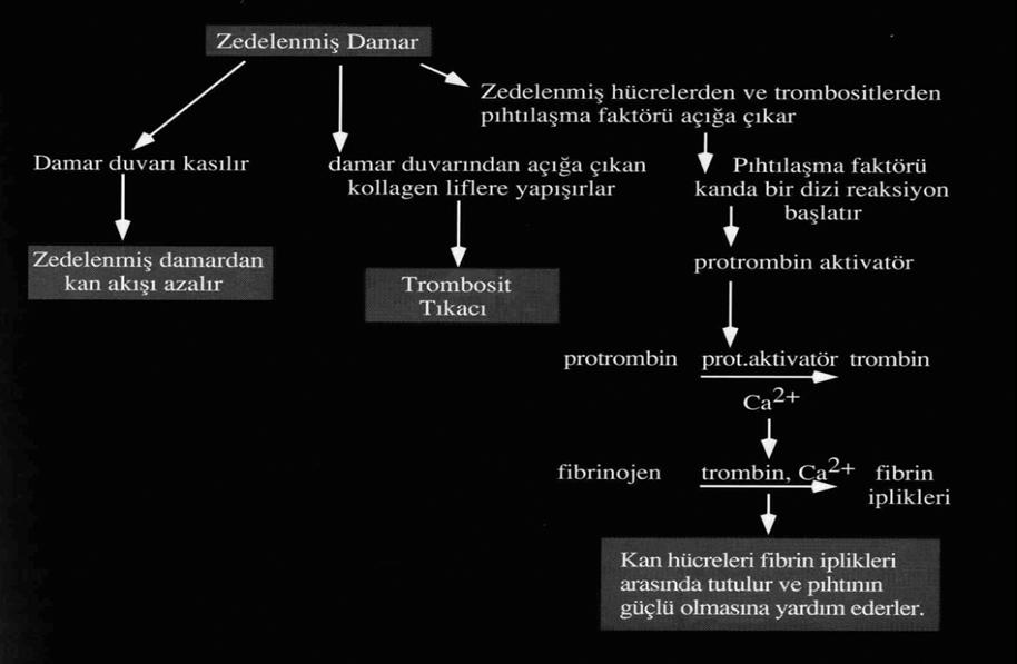 olmaktadır. Genel olarak trombosit agregabilitesi inme sonrasında artar (Van Kooten, Ciabattoni et al. 1994).