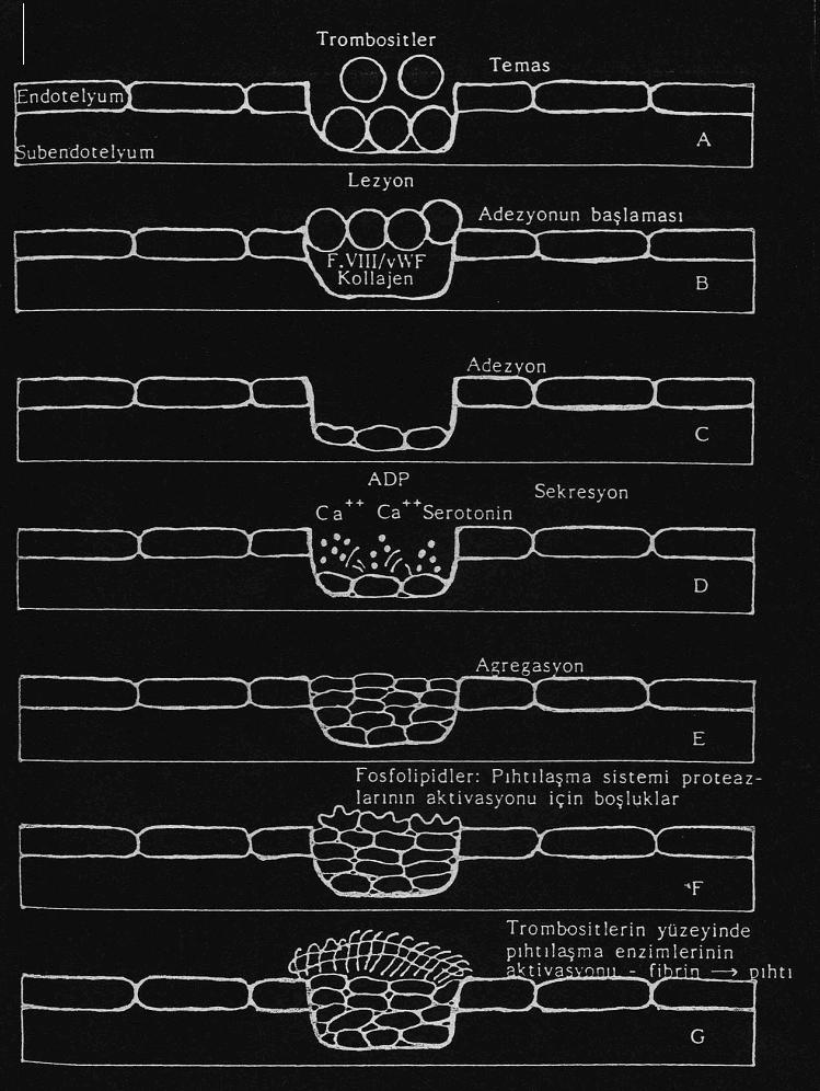 Şekil 2.