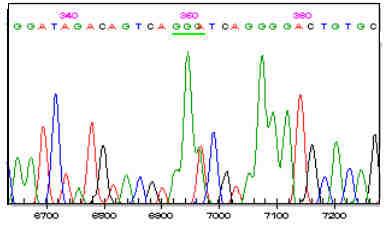 SSCP ler sonucunda farklı bant profili veren örnekler belirlendikten sonra DNA dizi analizi yapılmıştır.